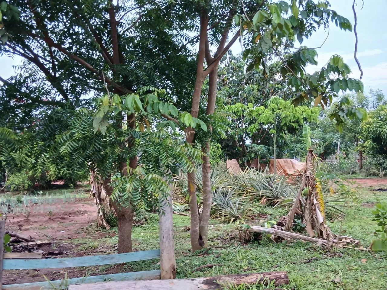 Chácara Terra Prometida - Foto 5