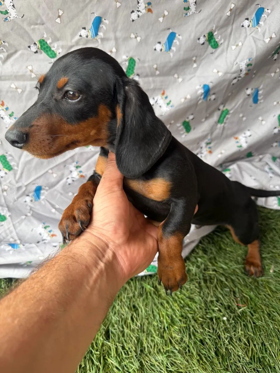 Dachshund / teckel - macho com valor baixo - Foto 2