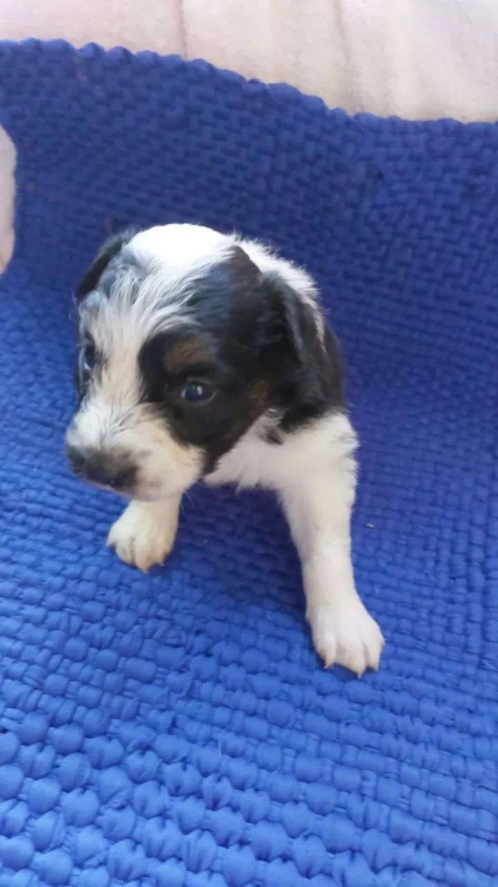 Border collie 