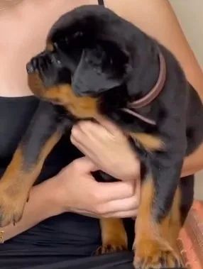 ROTTWEILER - MACHOS E FÊMEAS - Foto 4