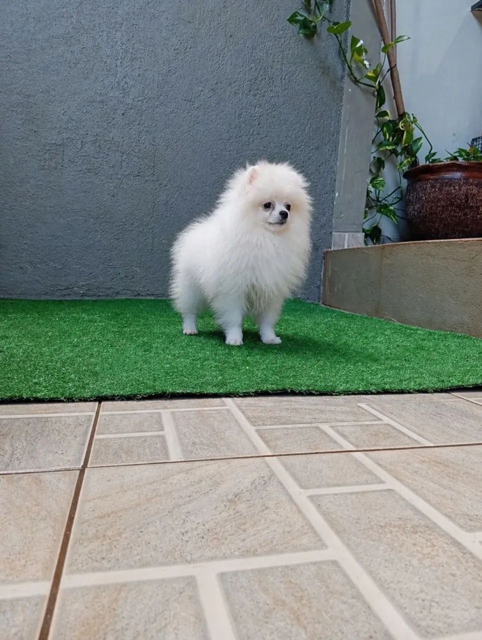 Spitz alemão anão  - Foto 2