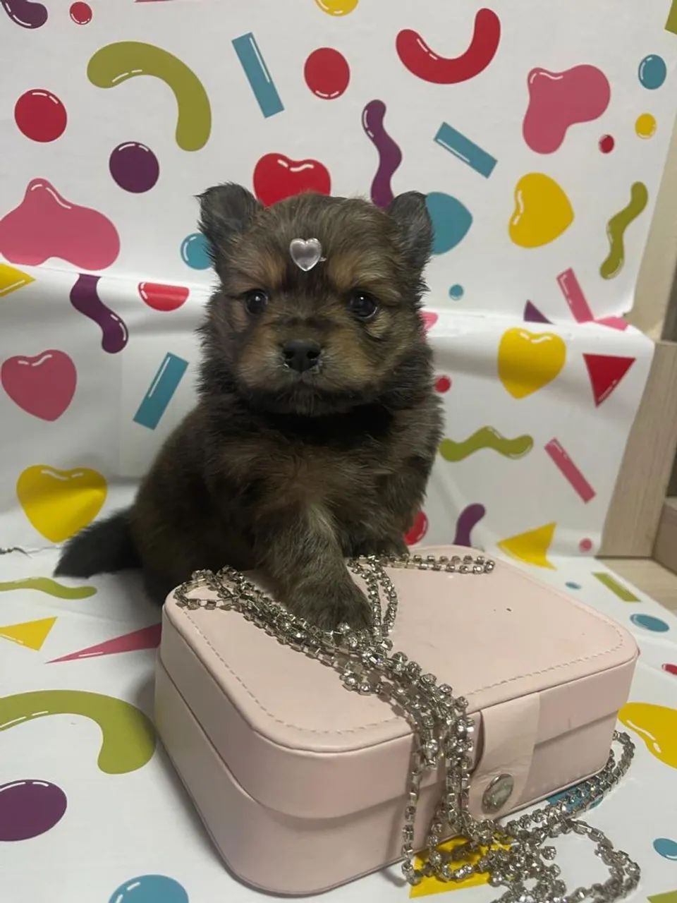 Lindos lulu Pomerânia  - Foto 2