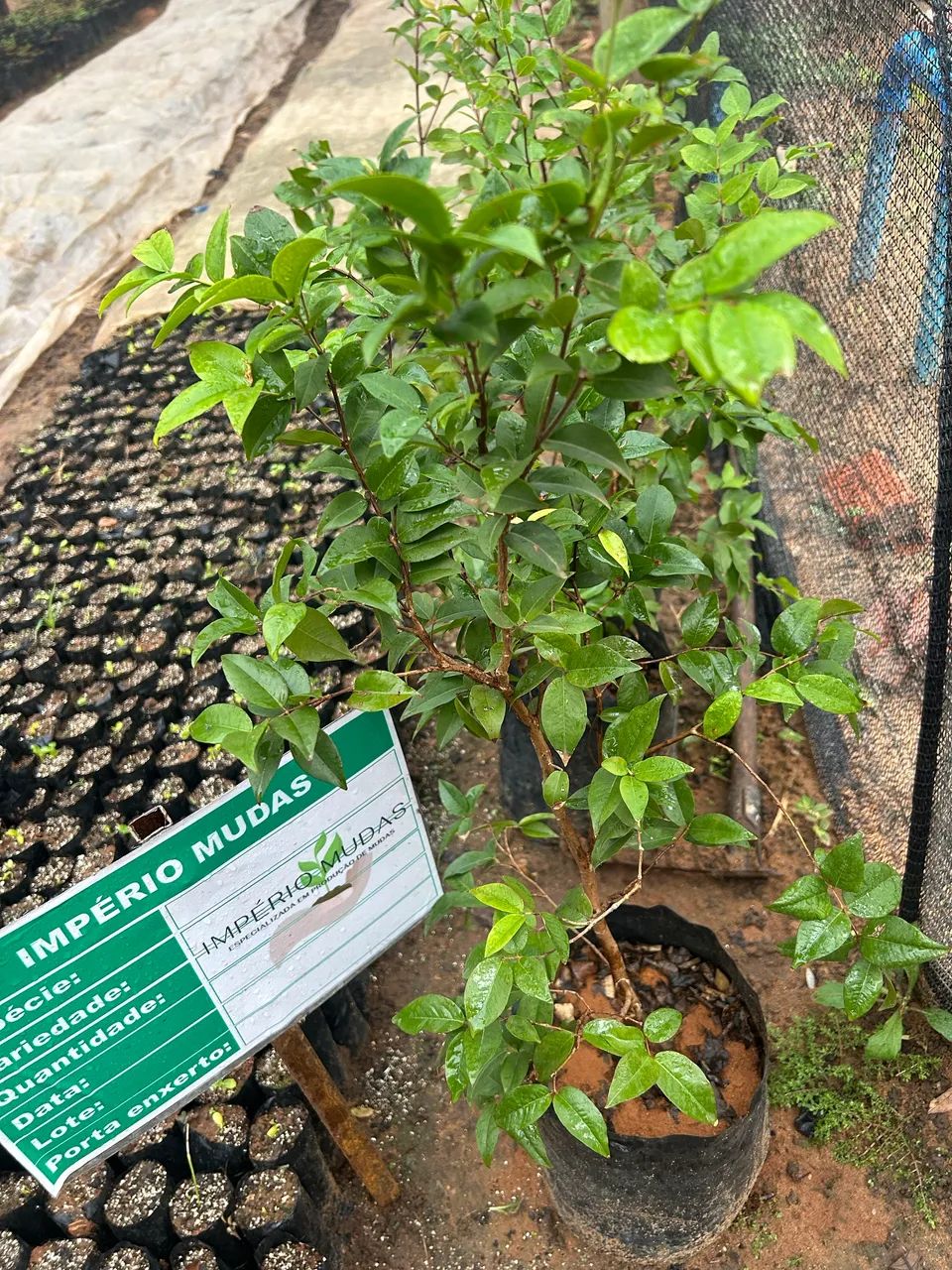 Mudas de jabuticaba  - Foto 2