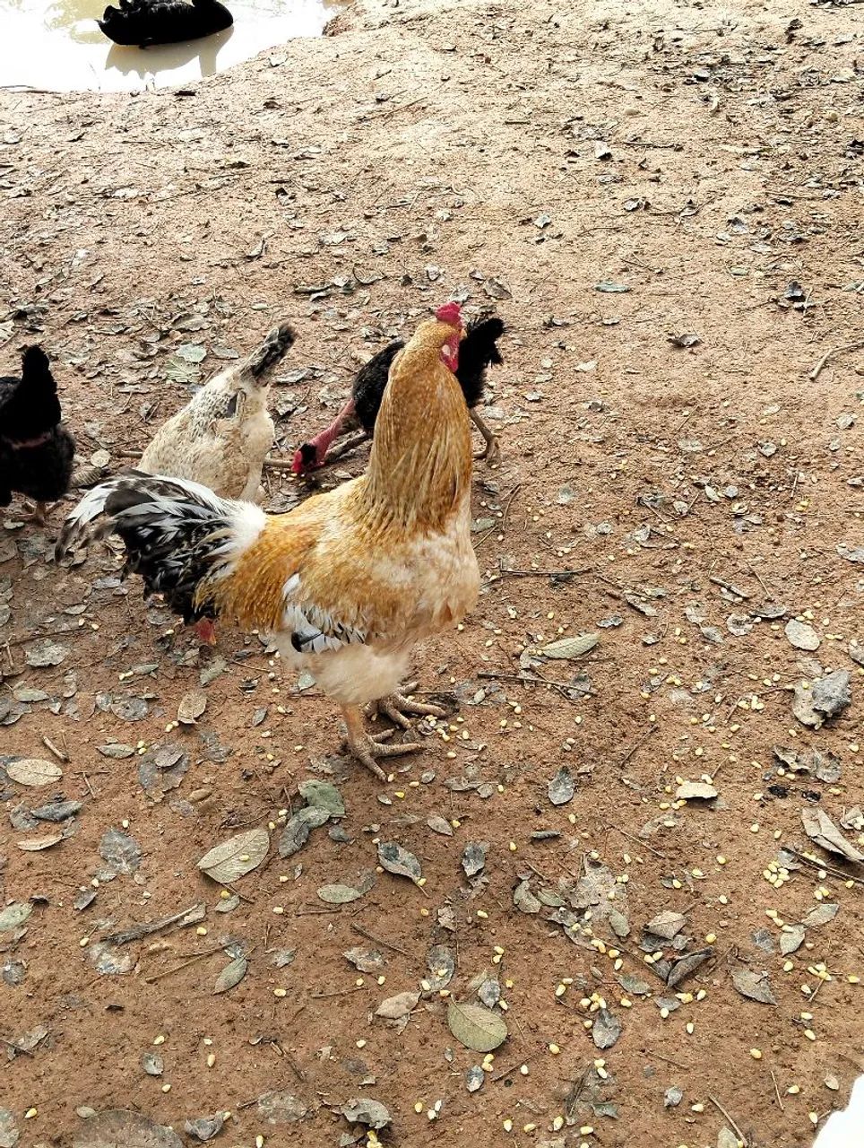 Galo - Foto 3