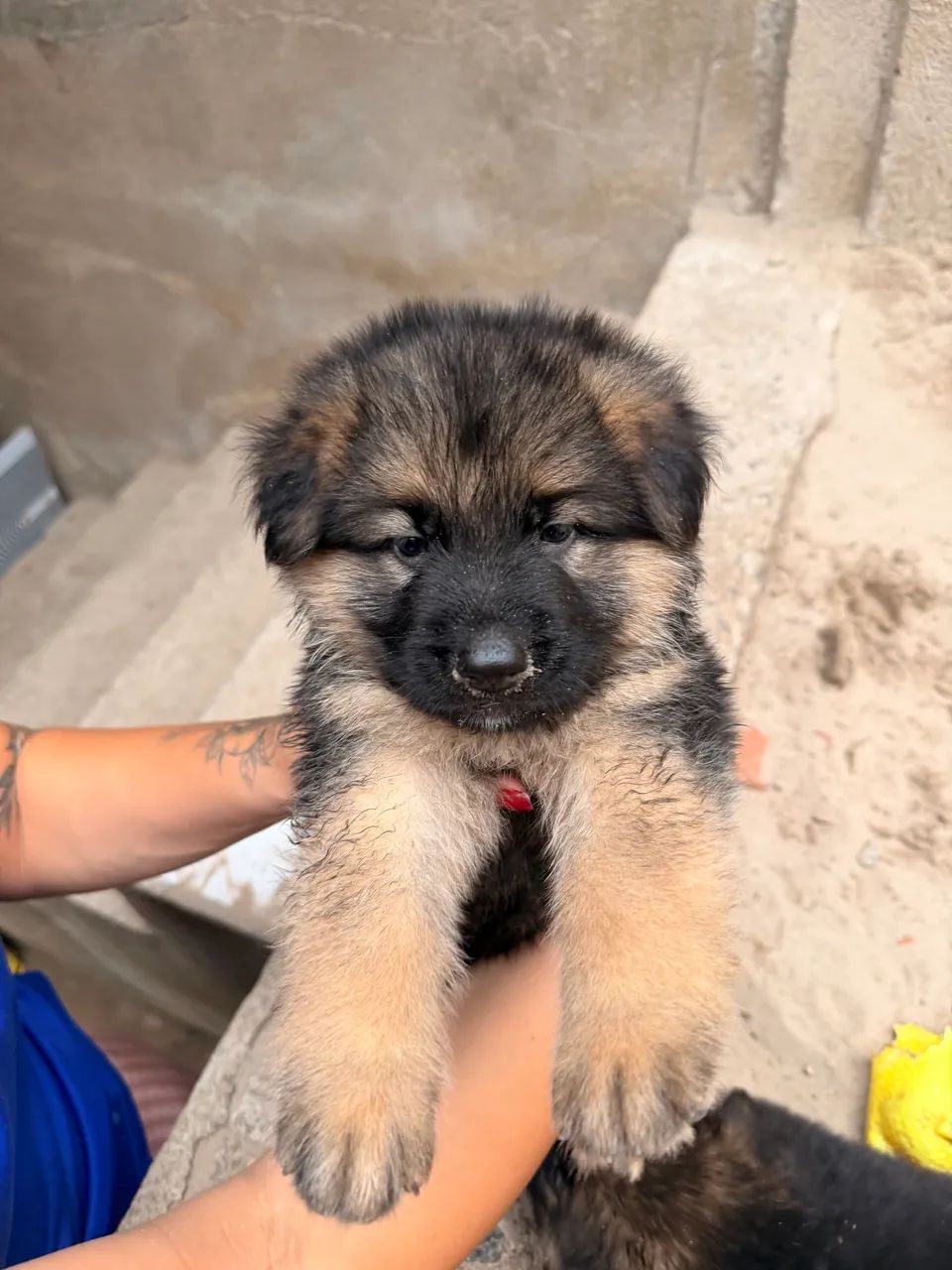 High-Quality German Shepherd Puppies65685577458177122