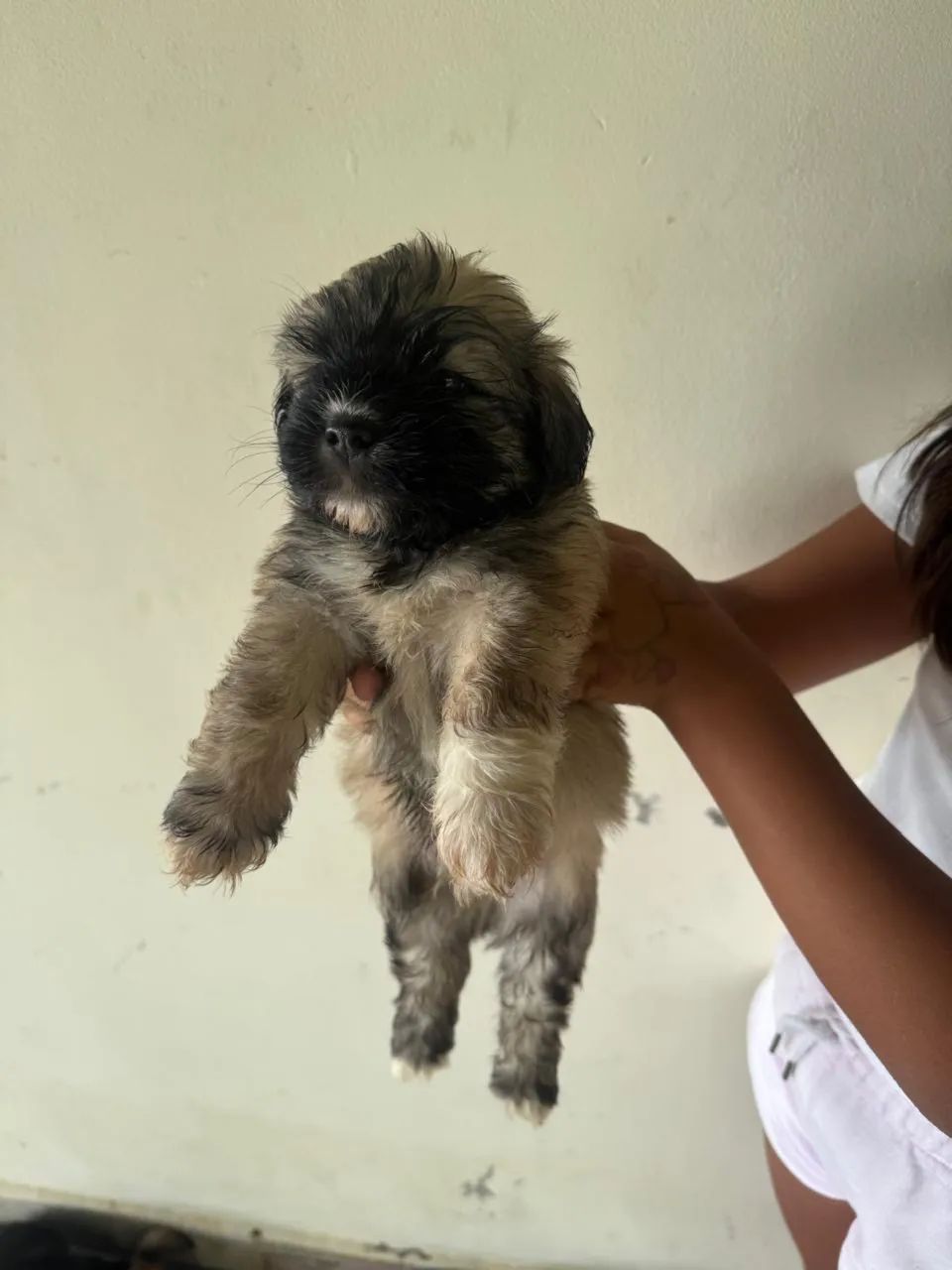 Vendo cachorro macho e femia 