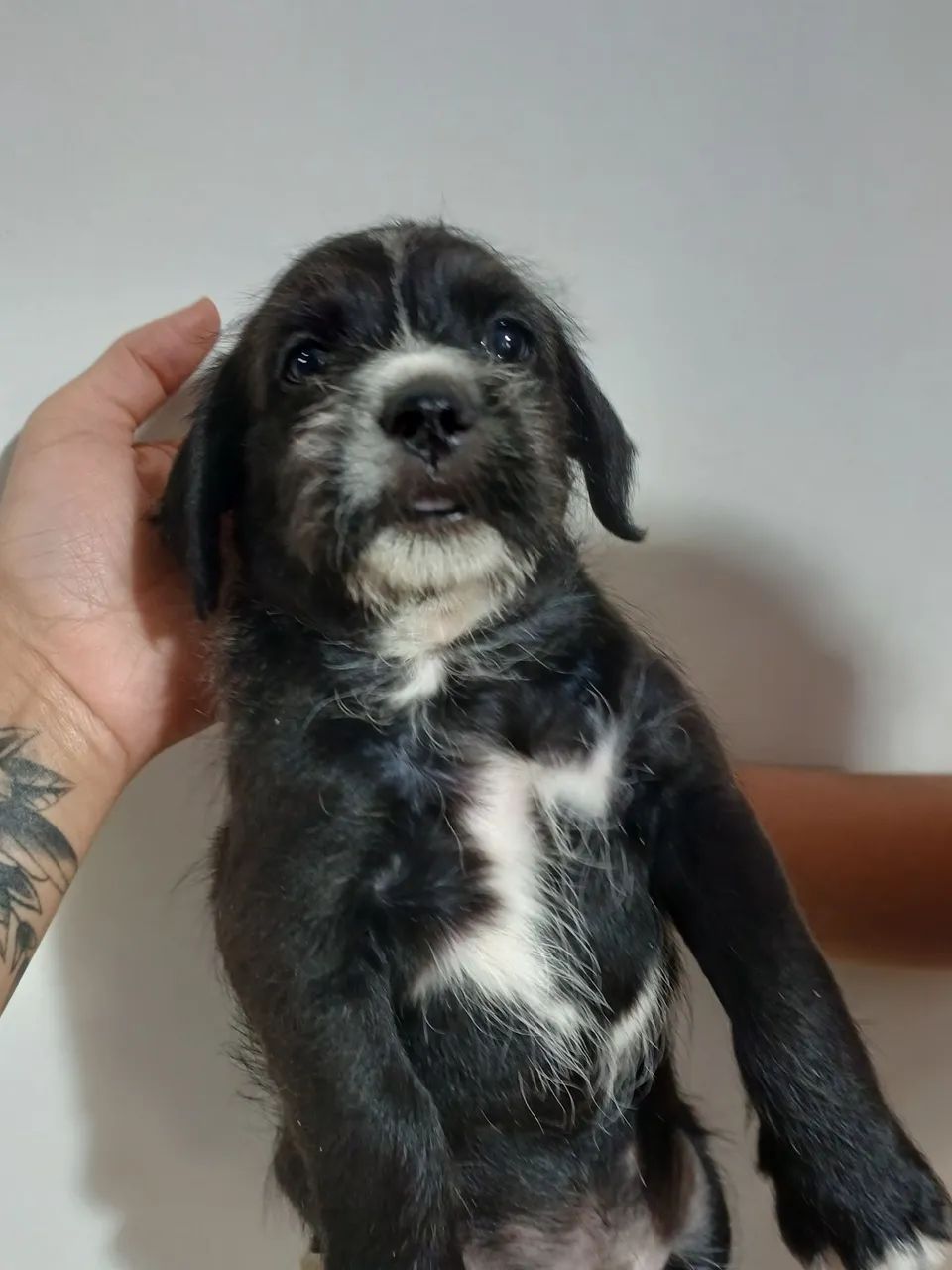 Cachorrinho para adoção  - Foto 3