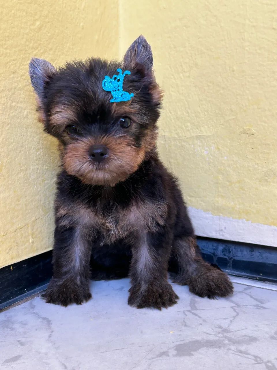 Yorkshire Terrier  - Foto 5