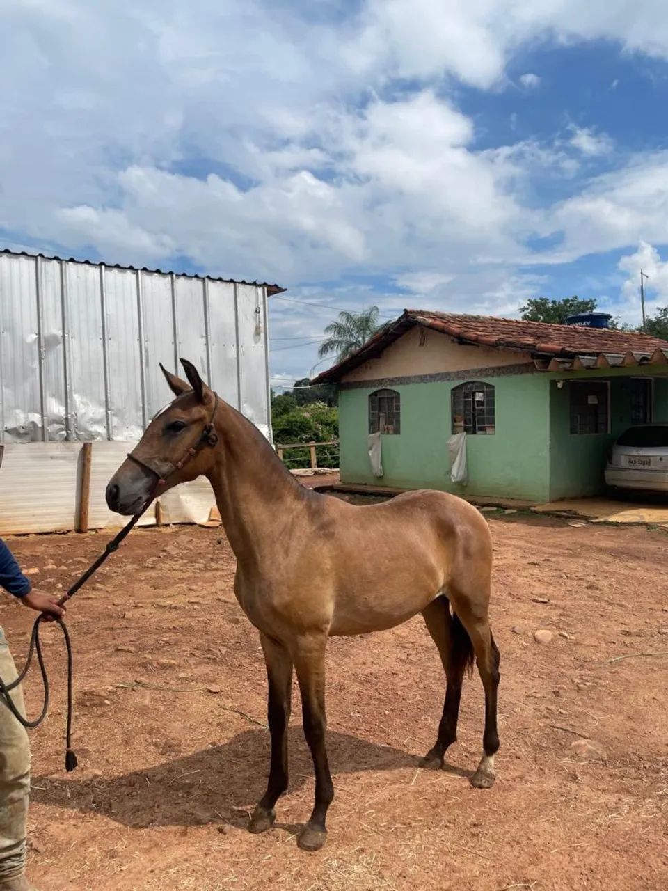 Potra linda e registrada - Foto 2