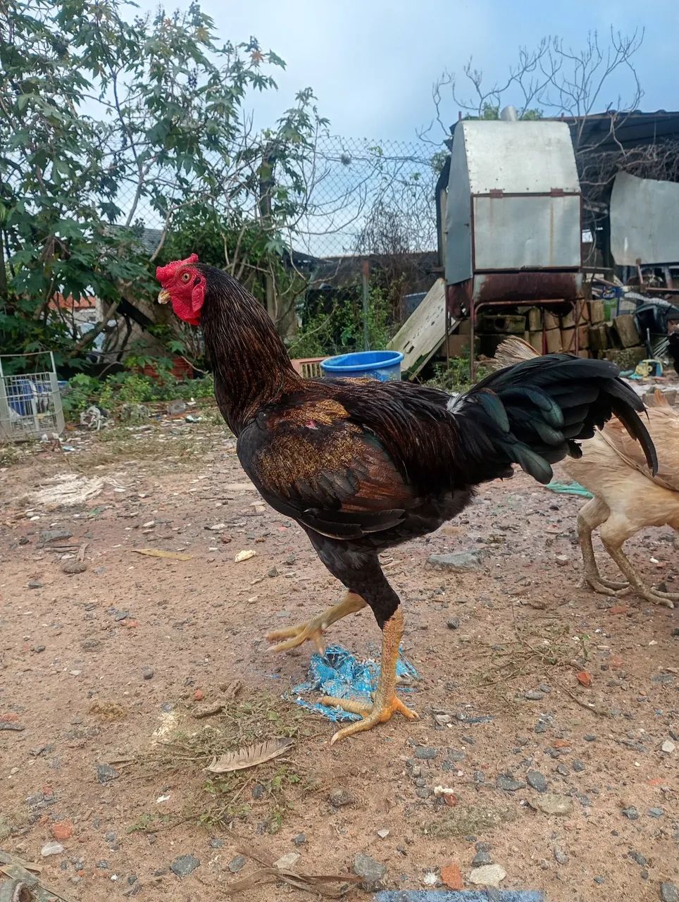 Frango caipira  - Foto 2