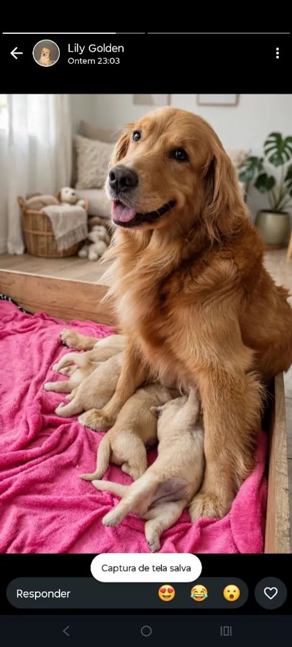 Cachorro  - Foto 2