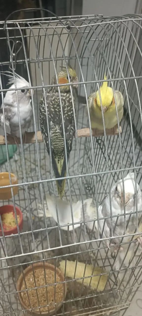Gaiola novinha 