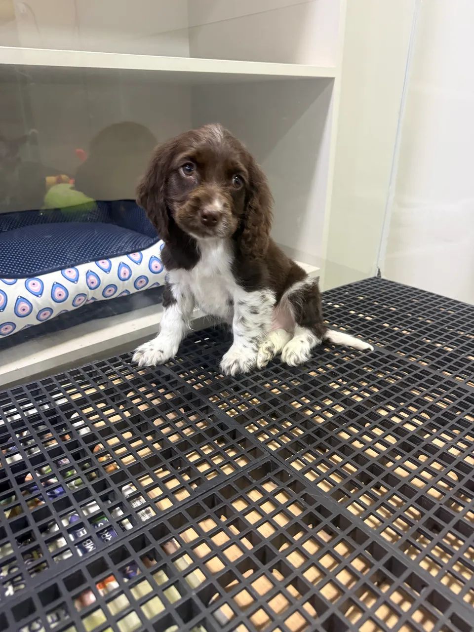 Cocker spaniel inglês - Foto 3