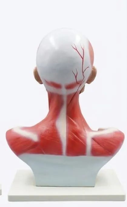 Modelo Anatômico de Musculatura Cabeça e Pescoço DV00239 - Foto 5