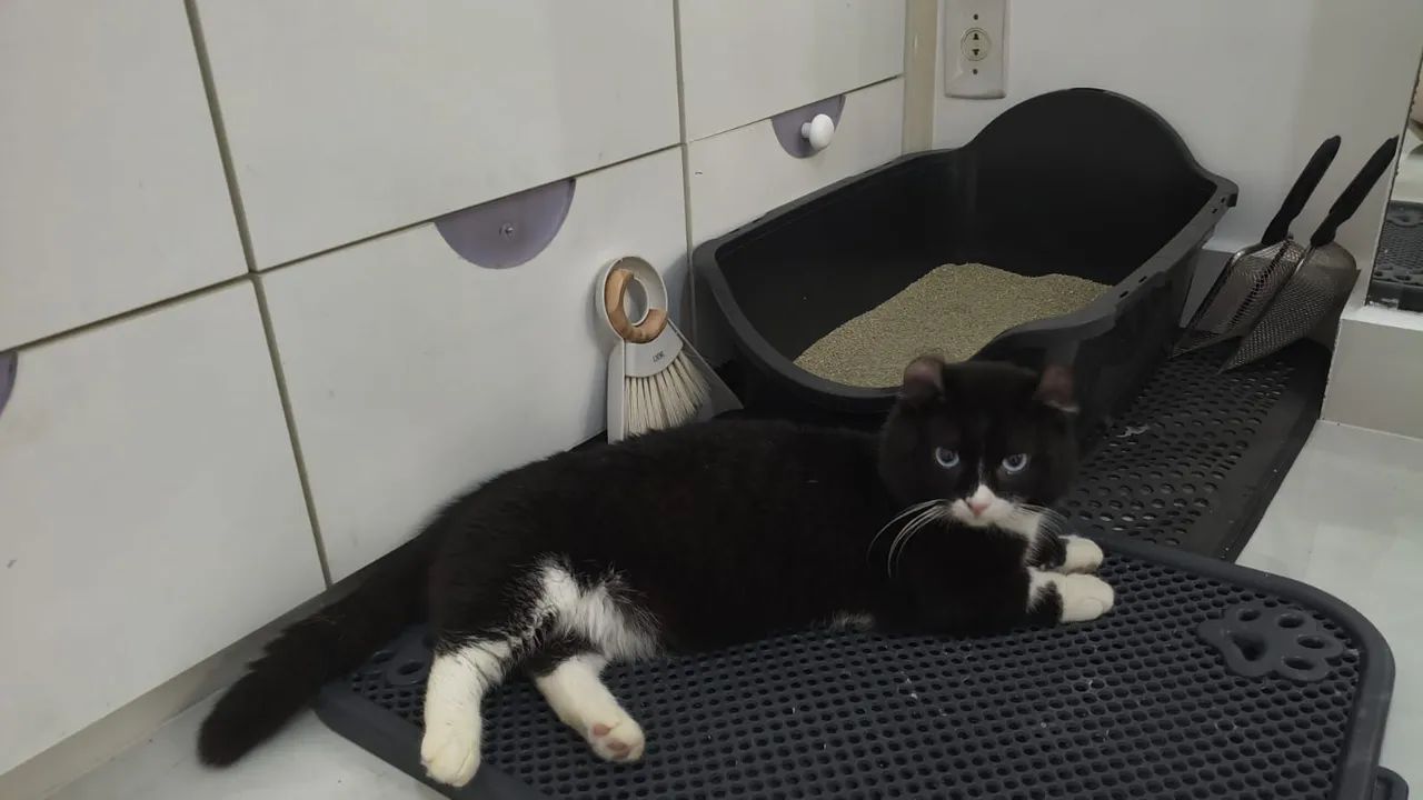 Gato perna curta - Foto 2