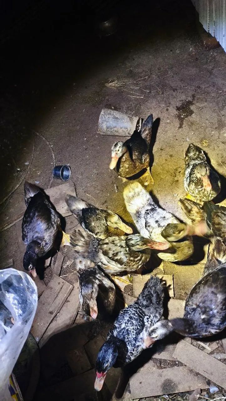 Patos belgas  - Foto 2