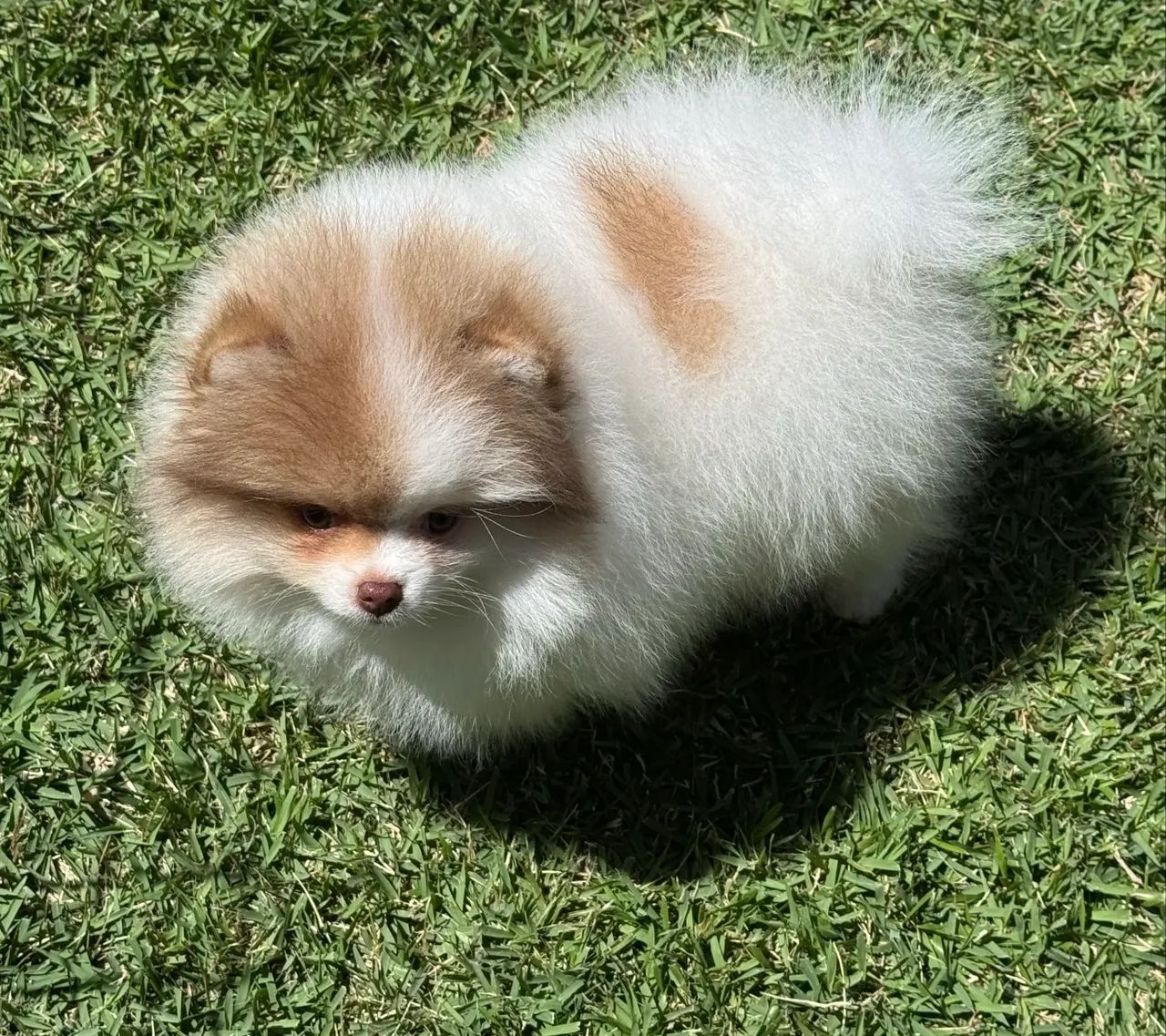 Spitz alemão  - Foto 4