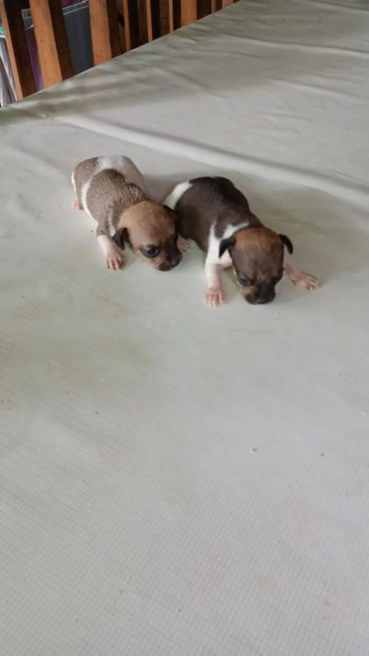 Filhote de pinscher  - Foto 3