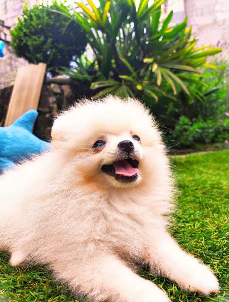 Spitz alemão-Animais ativos e expressivos