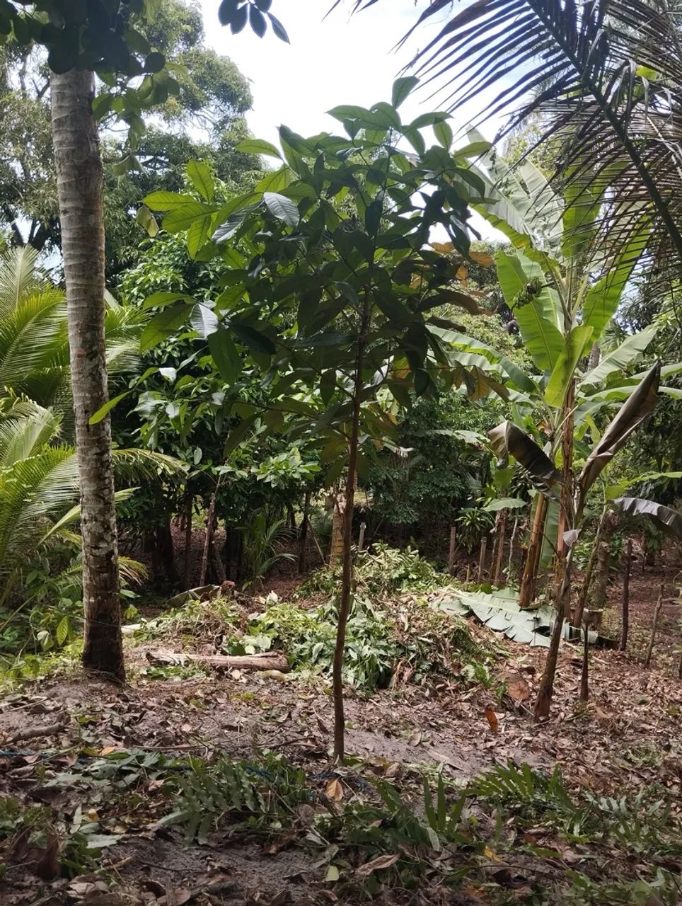 Terreno  - Foto 5