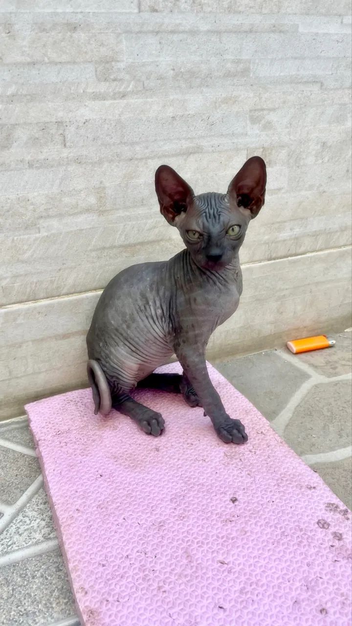 Fêmea Sphynx não Castrada 3M - Foto 6