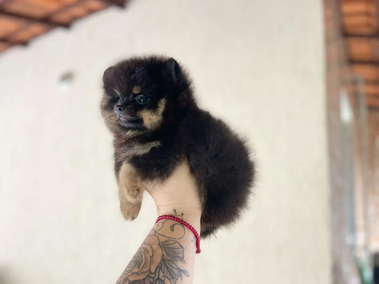 Lindo machinho de spitz com Pedigree e 2dose da vacina  - Foto 2