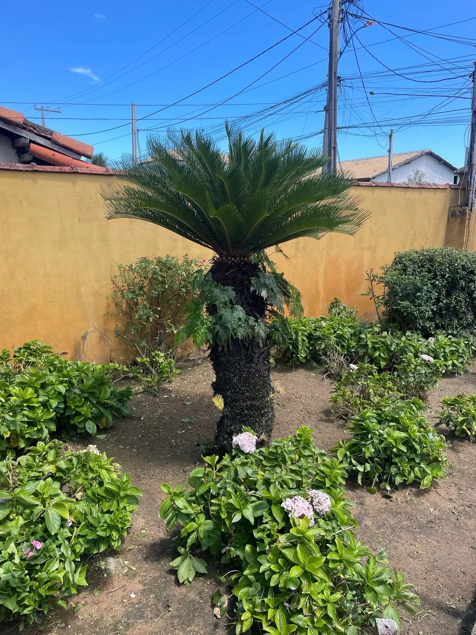 Limpeza de Terrenos e Jardins - Roçagem, Capina e Manutenção - Foto 5