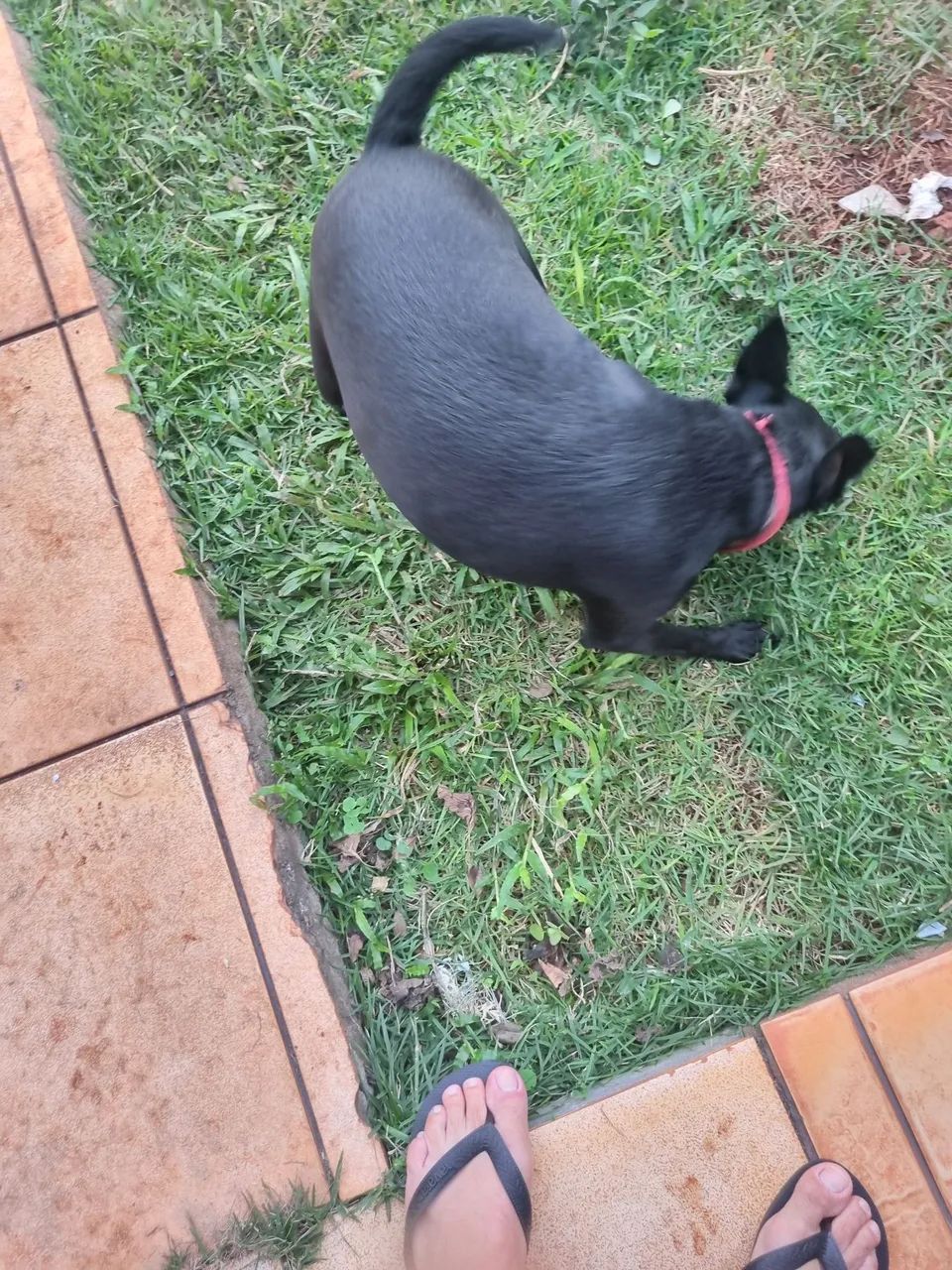 Cachorro  - Foto 3