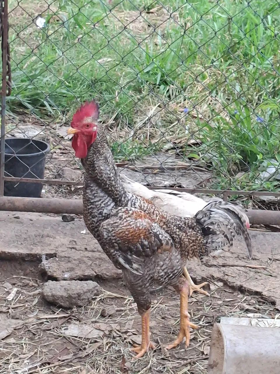Galinha caipira e galos 