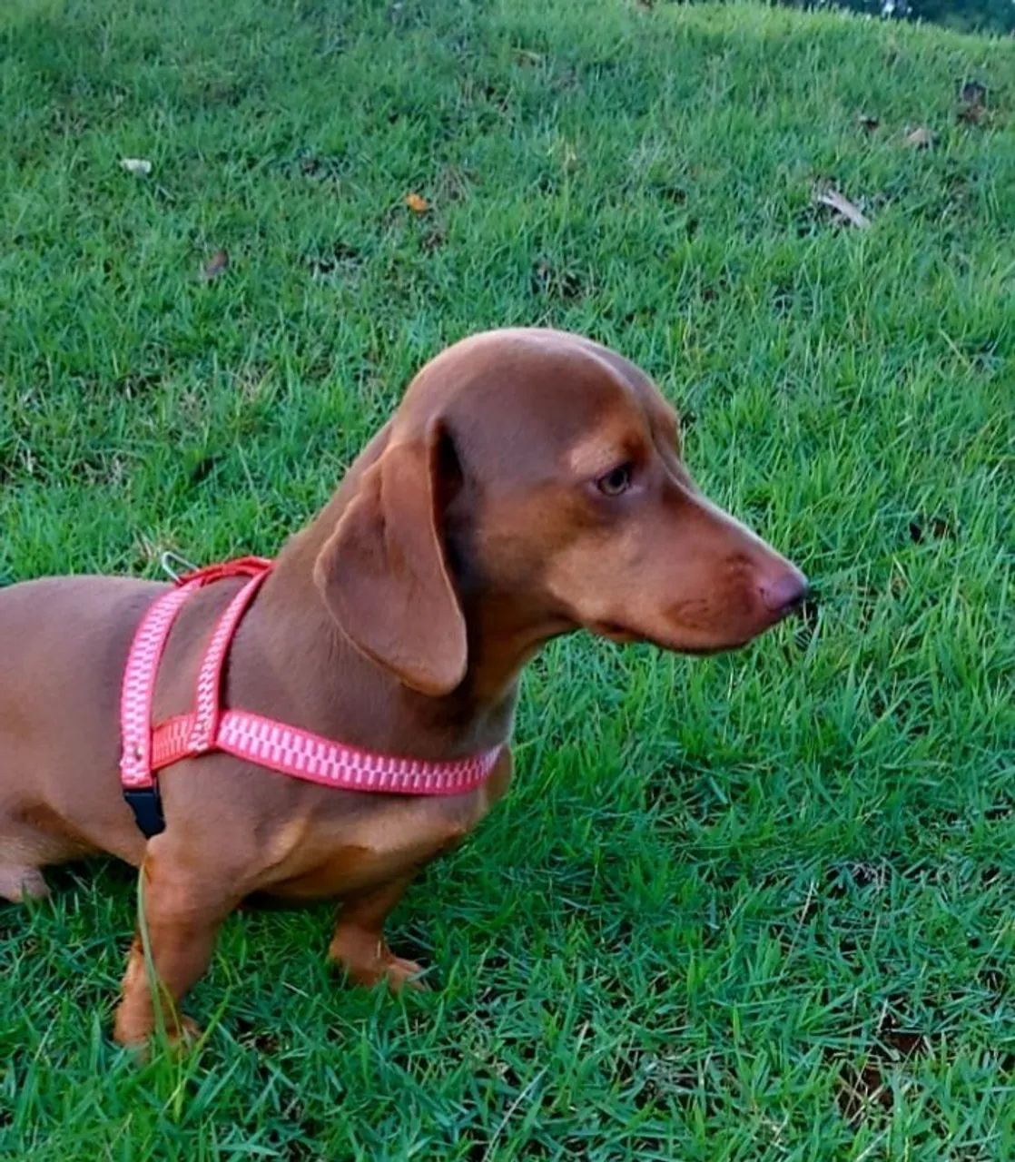Vendo macho padreador 