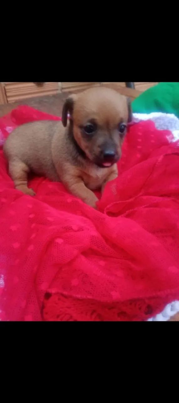 Pinscher 1  - Foto 2