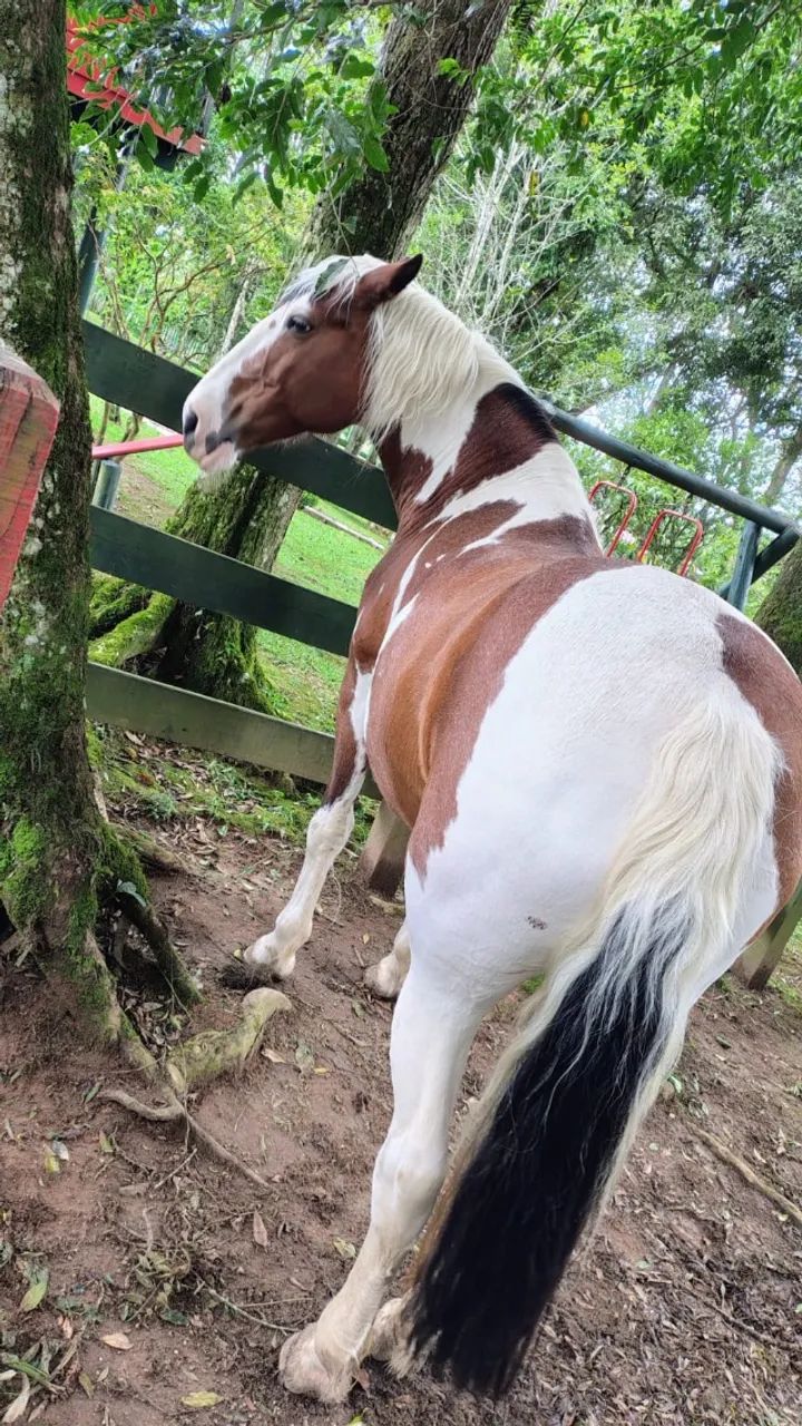 VENDE-SE: ÉGUA PENÉLOPE - PRONTA PARA O LAÇO - Foto 4