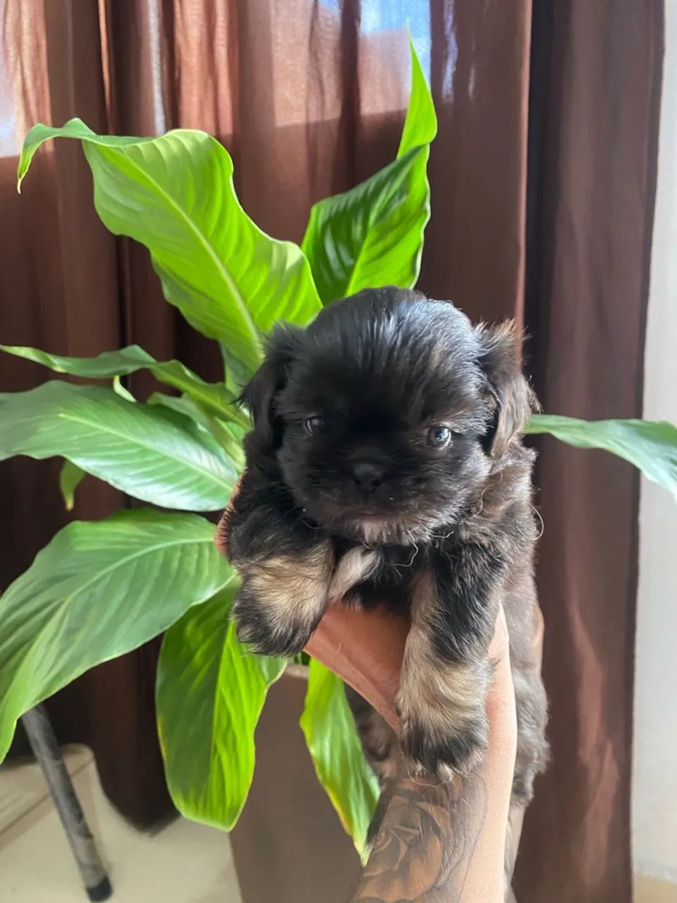 Shihtzu - Foto 4
