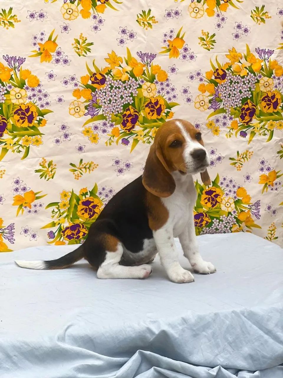 Filhote de beagle - Foto 4