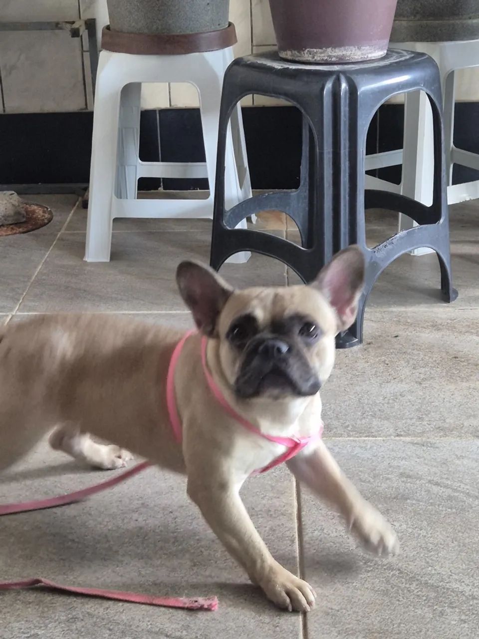 Bulldog francês