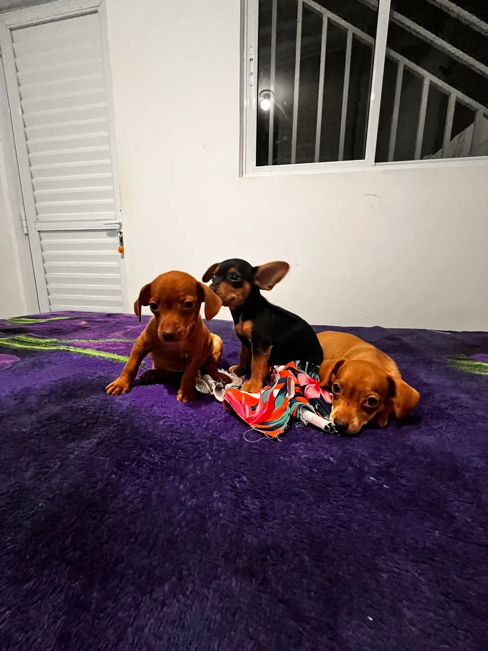 Pinscher 1  - Foto 2