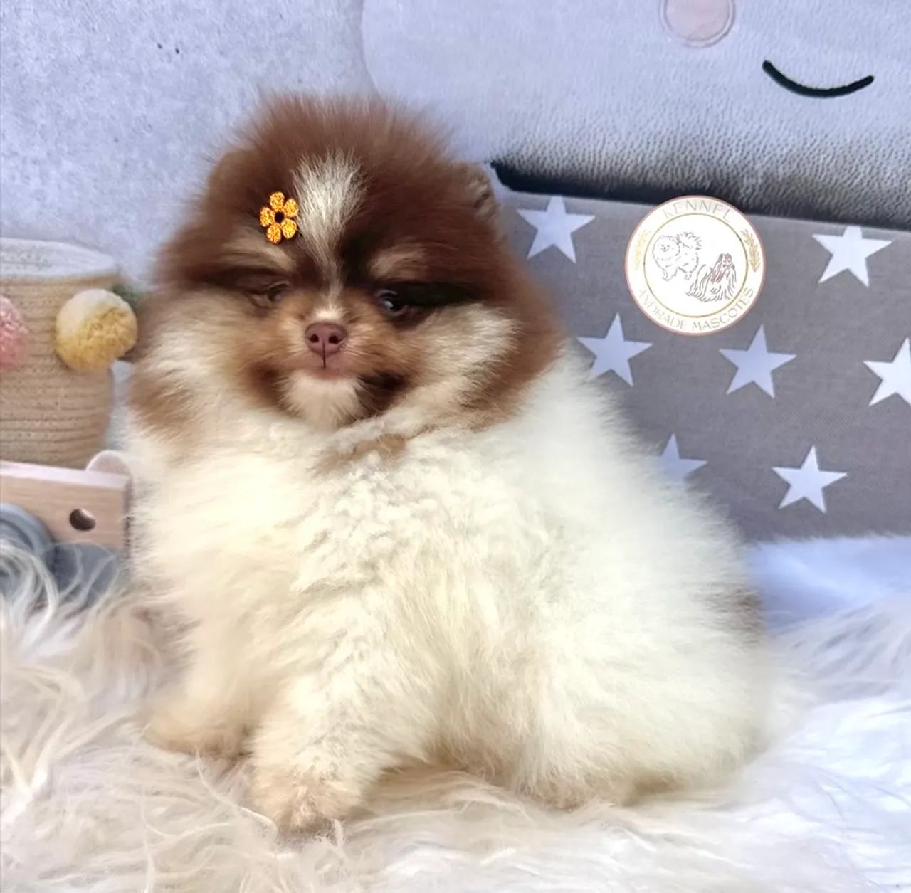 Fêmea de Spitz alemão (Lulu da pomerania)  12x 