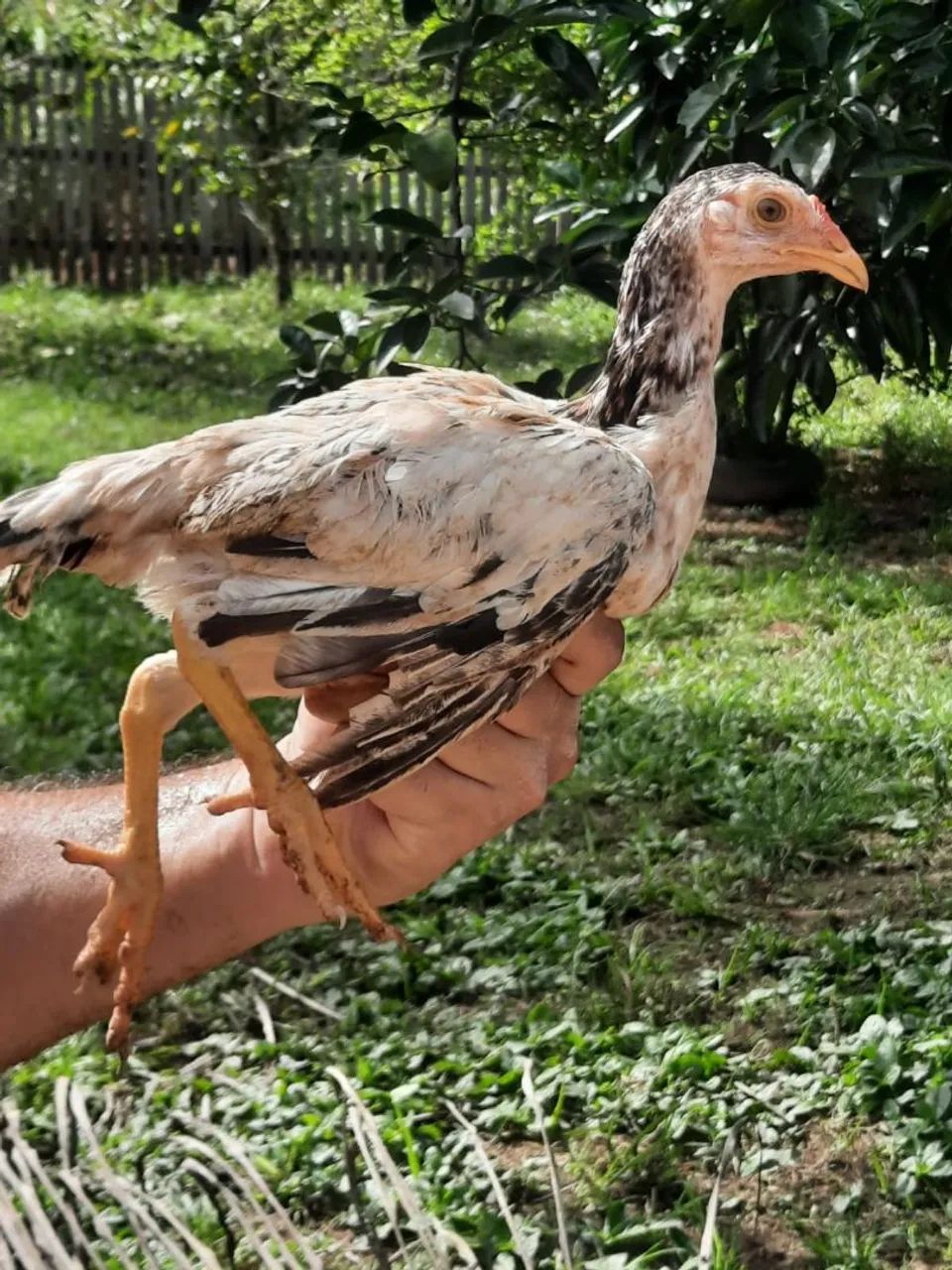 Fragoso e pintos  - Foto 3