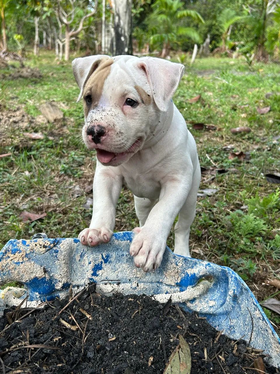 Pitbul fêmea  - Foto 2