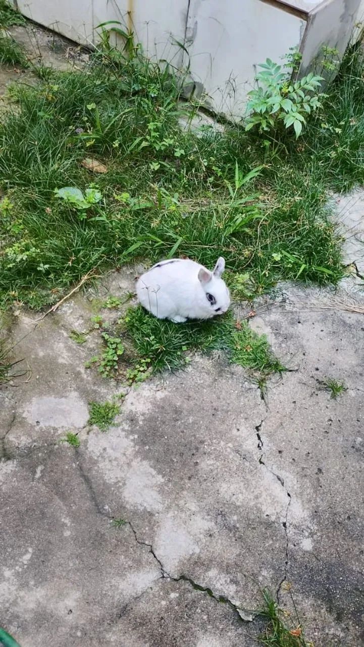 Mini coelho anão  / mini lop não cresce mais
