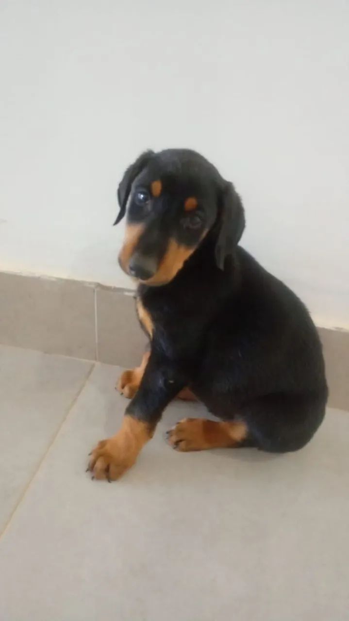 Filhotes de Doberman - Foto 2