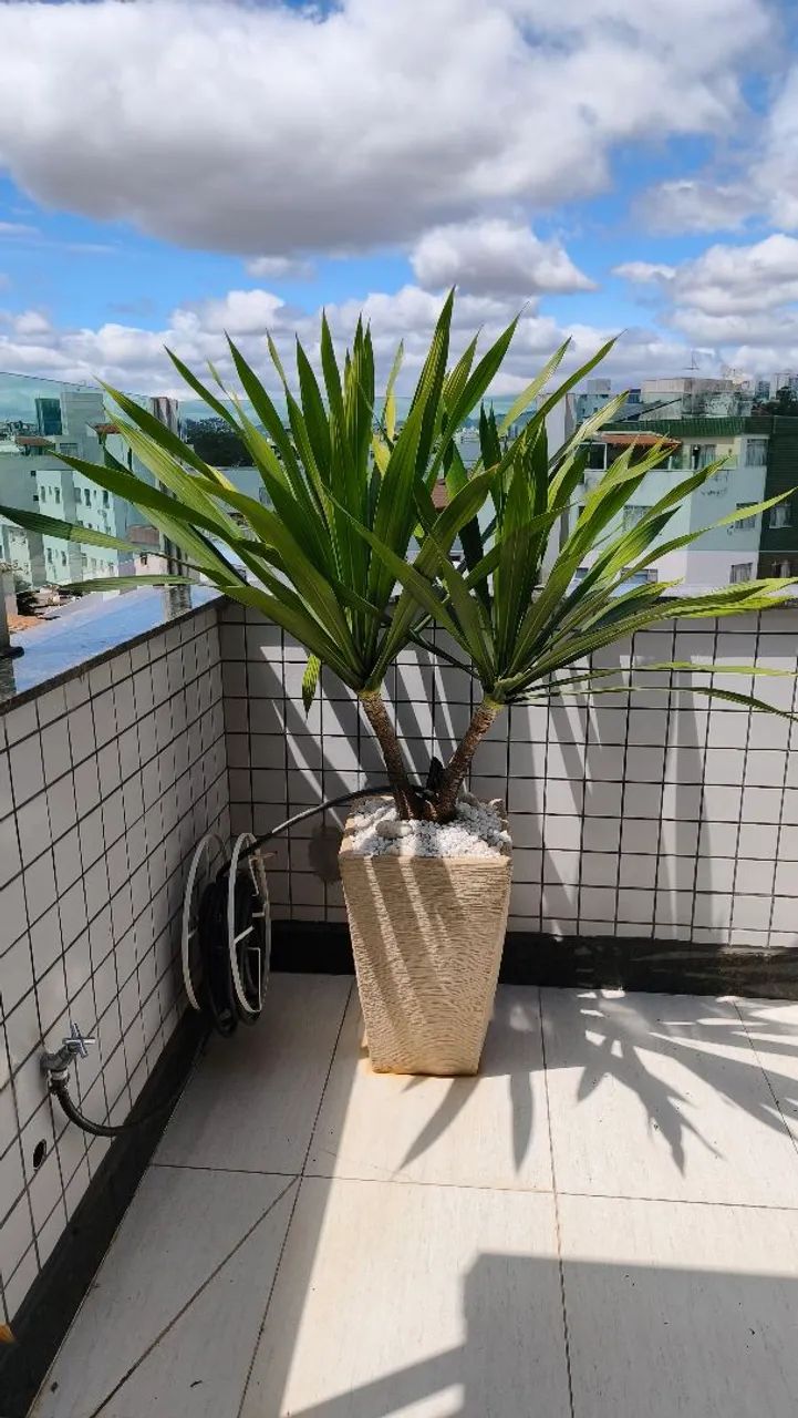 Planta - Foto 2