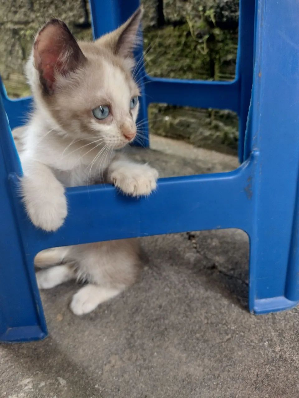 Gatos pra Doar - Foto 5