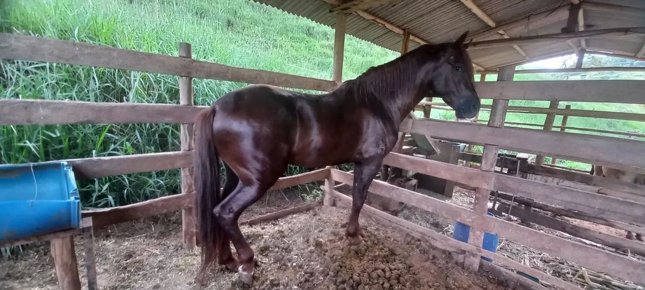 Cavalo mangalarga  - Foto 2