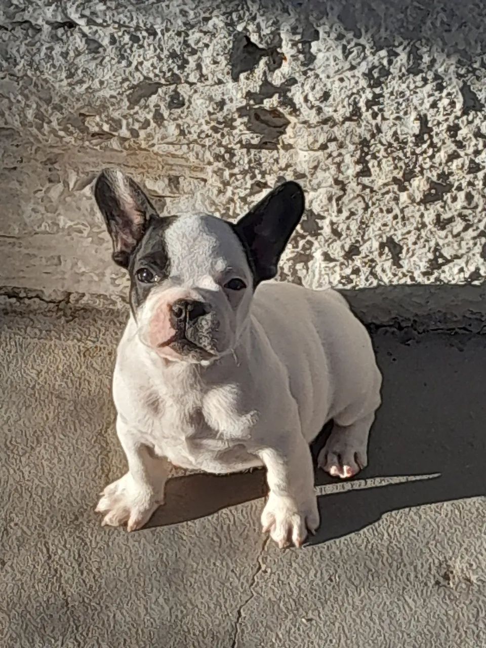 Bulldog Francês macho 