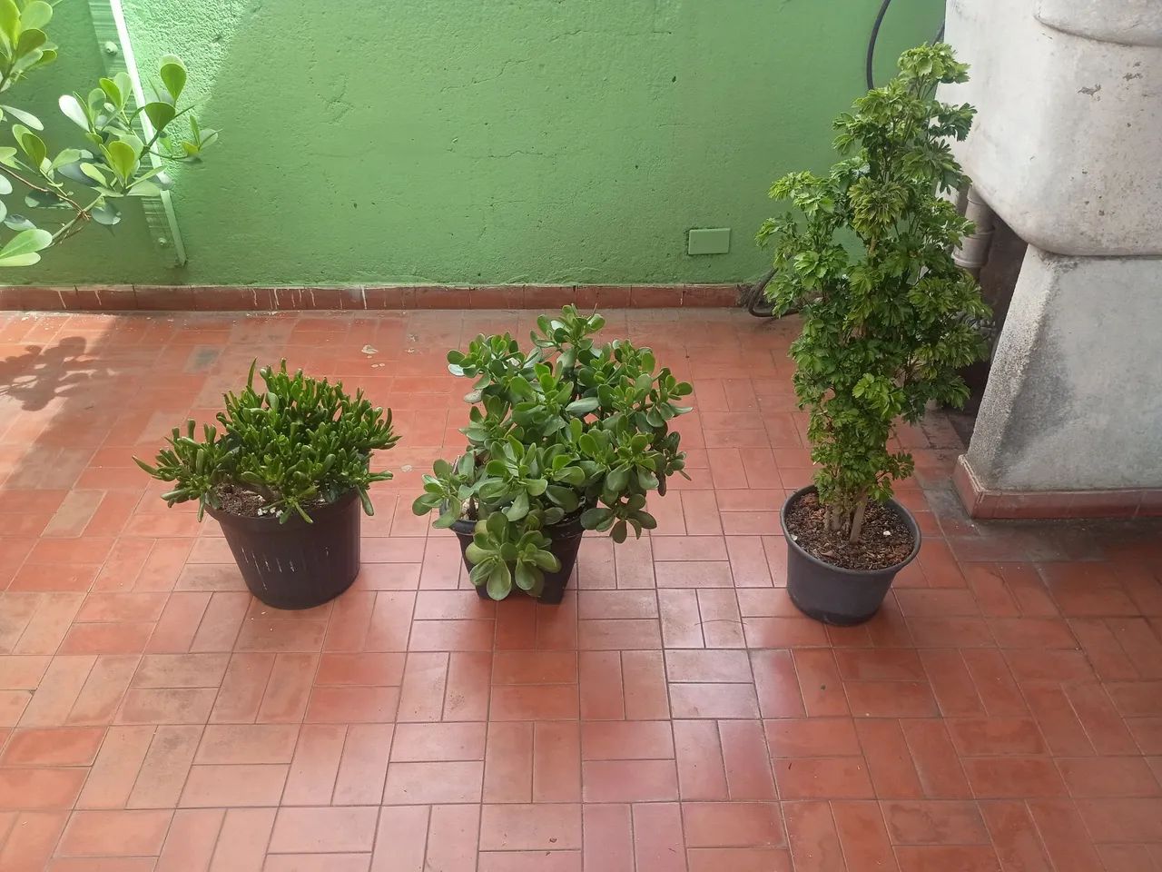 Plantas 