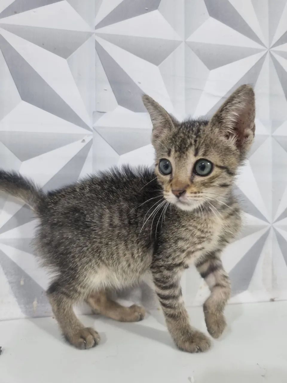 Gatinha para adoção - Foto 4