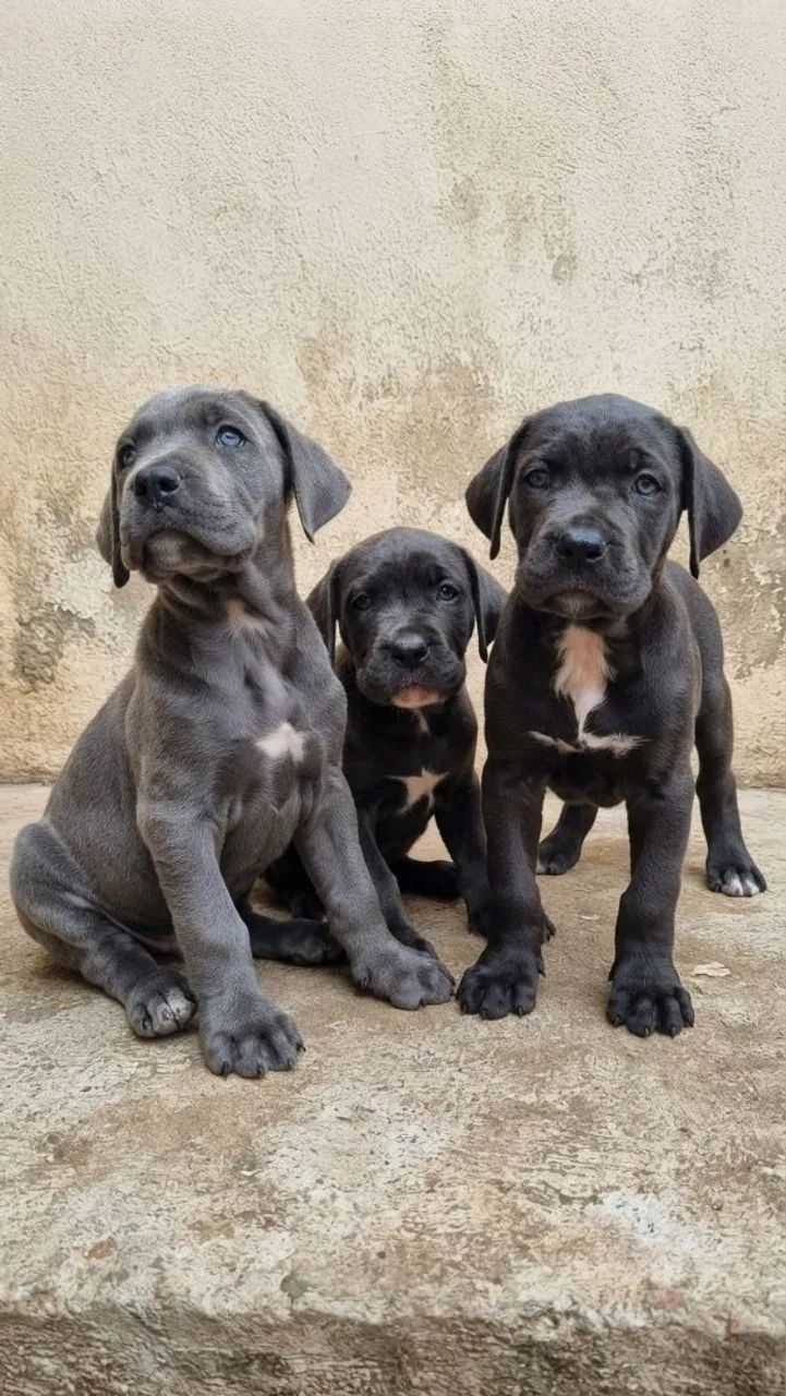 Cane corso  - Foto 2