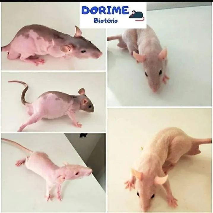 Rato twister - Foto 3