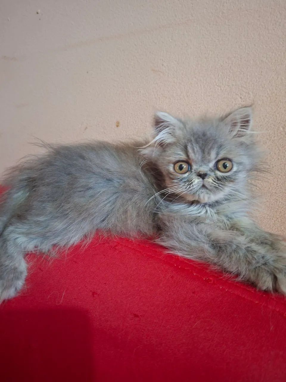 Vende-se filhote de gato persa macho pv  - Foto 3